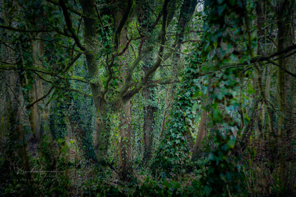 Nando inspiratie creatieffotografie 5