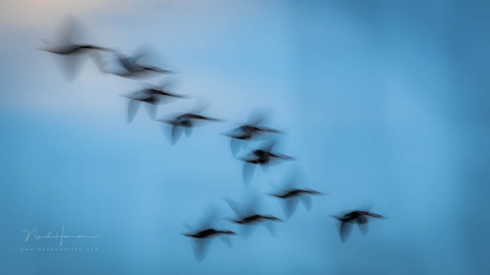 Nando inspiratie creatieffotografie