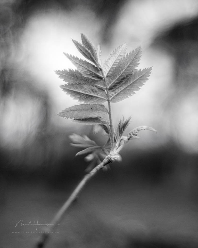 Nando inspiratie lente 10