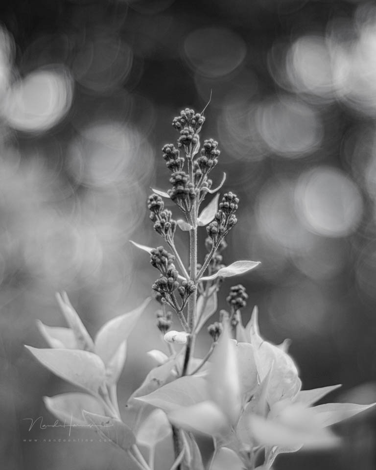 Nando inspiratie lente 11