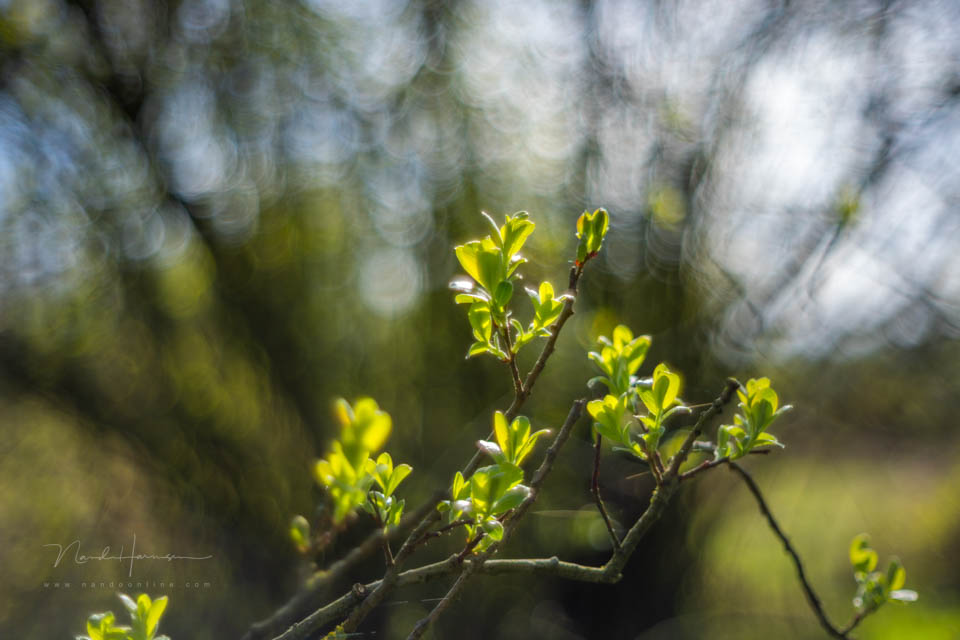 Nando inspiratie lente 15