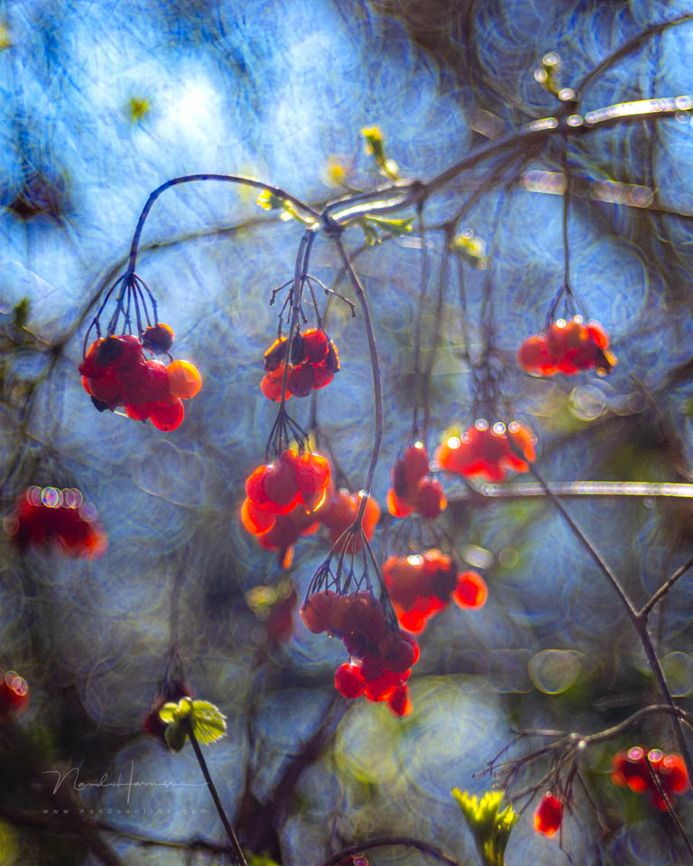 Nando inspiratie lente 2