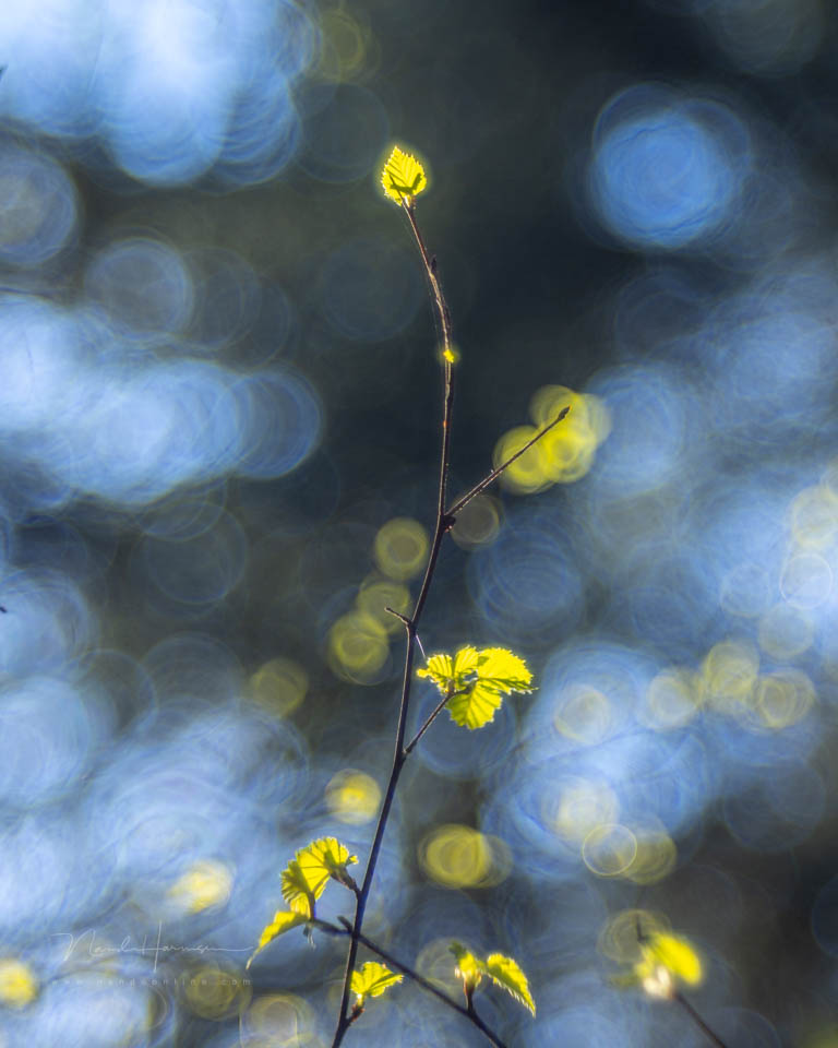 Nando inspiratie lente 4