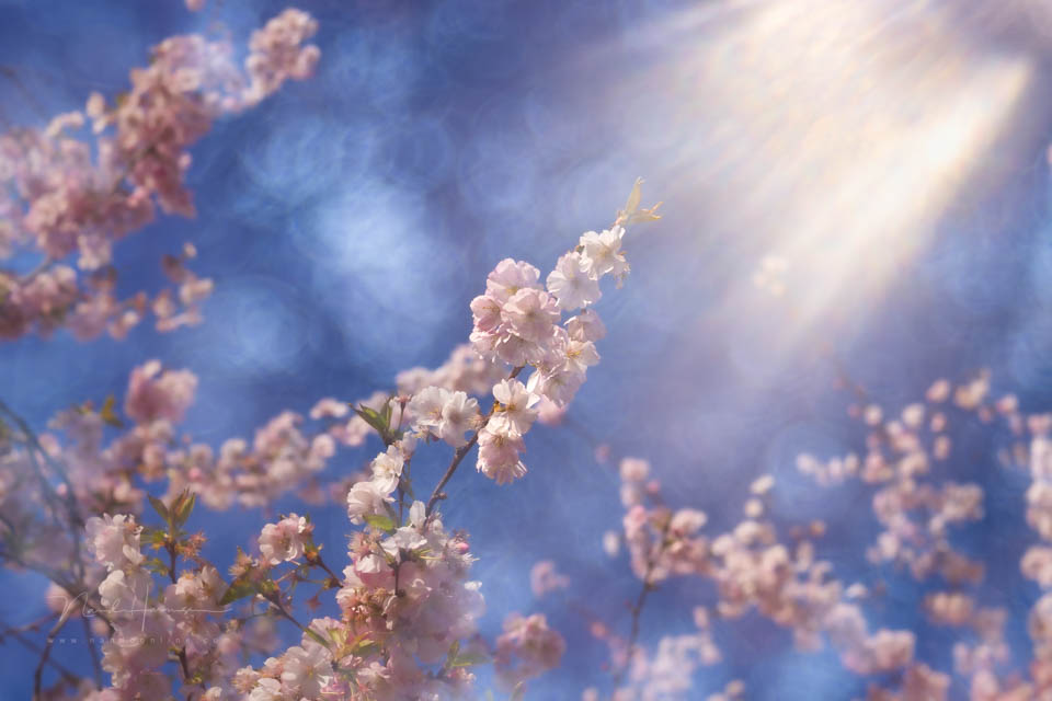 Nando inspiratie lente 5