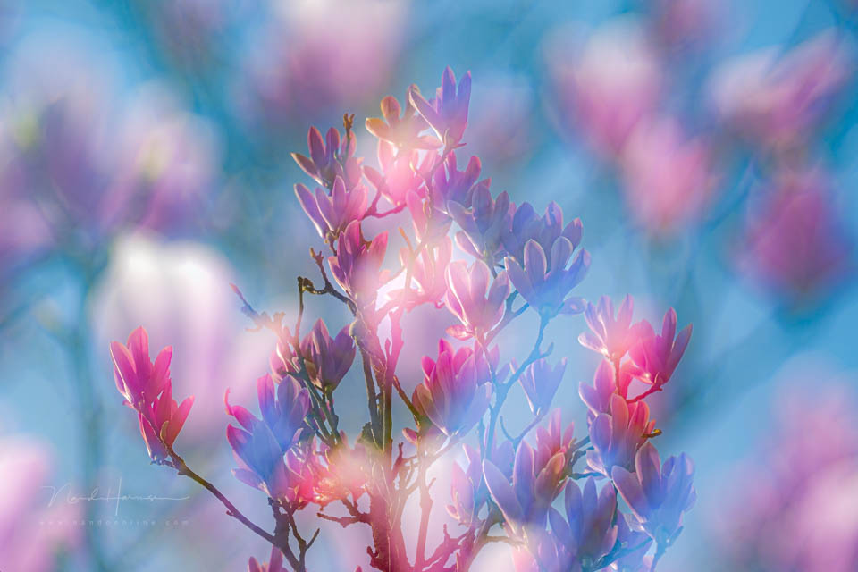 Nando inspiratie lente 6