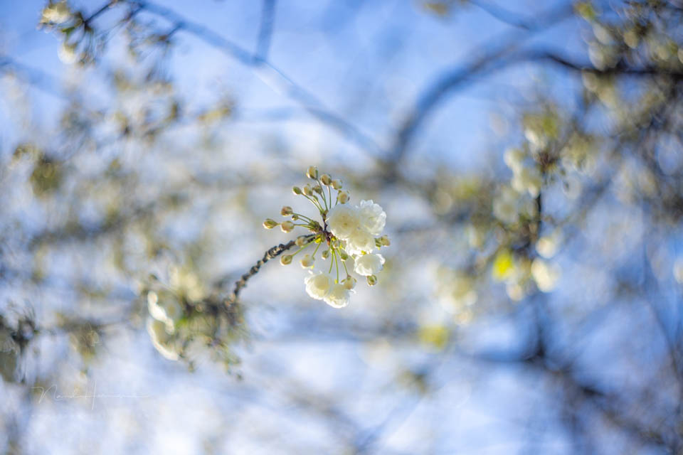 Nando inspiratie lente 7