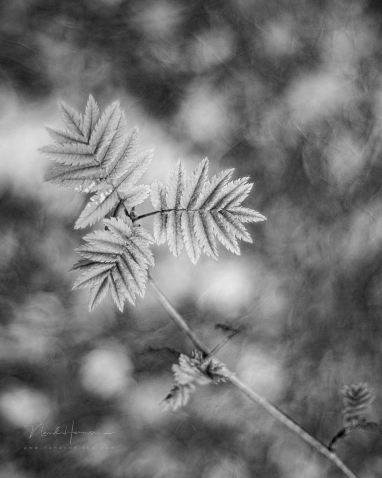 Nando inspiratie lente 9