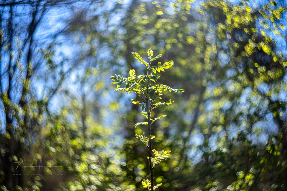 Nando inspiratie lente