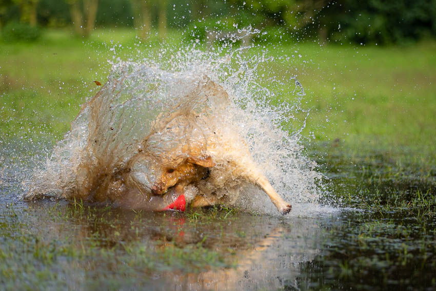 Nando isa water frisbee