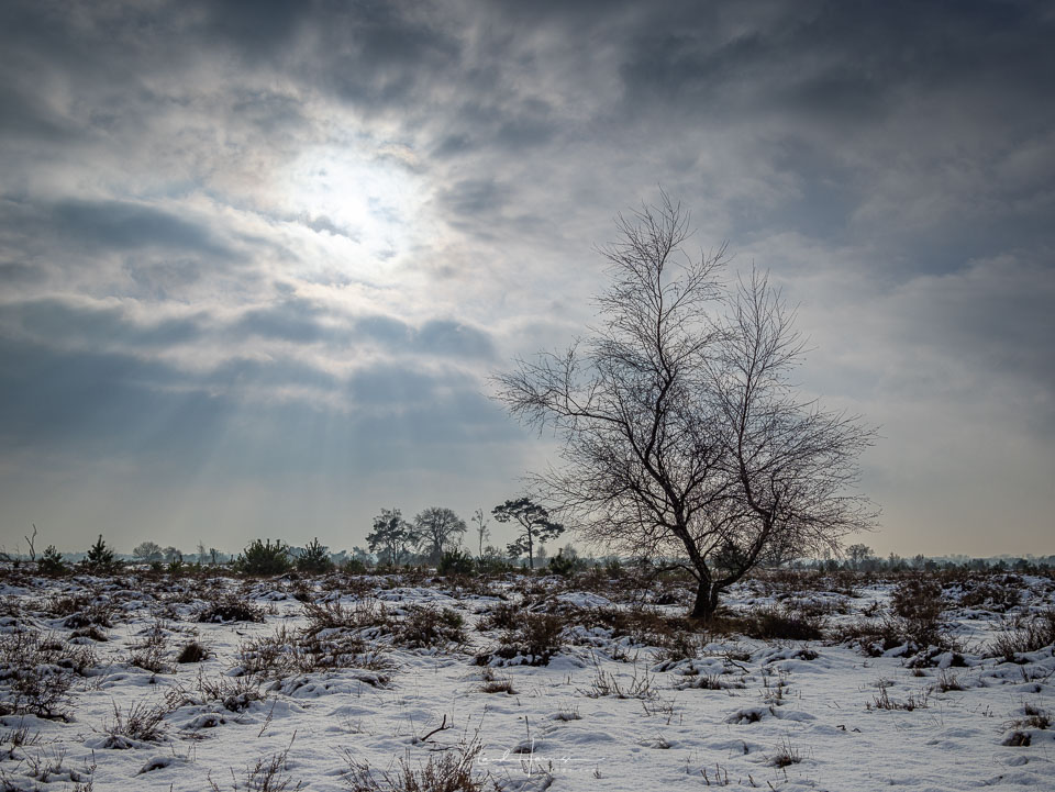 Nando landschap laag standpunt kiezen 2