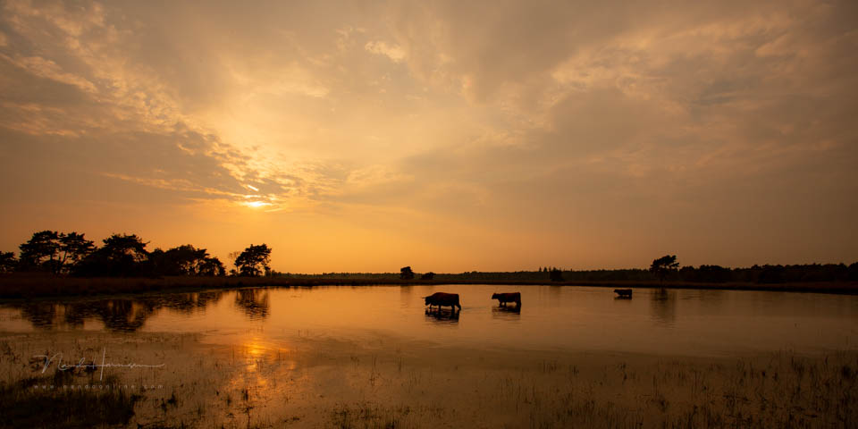 Nando landschap met dieren 2 Nando landschap met dieren 2