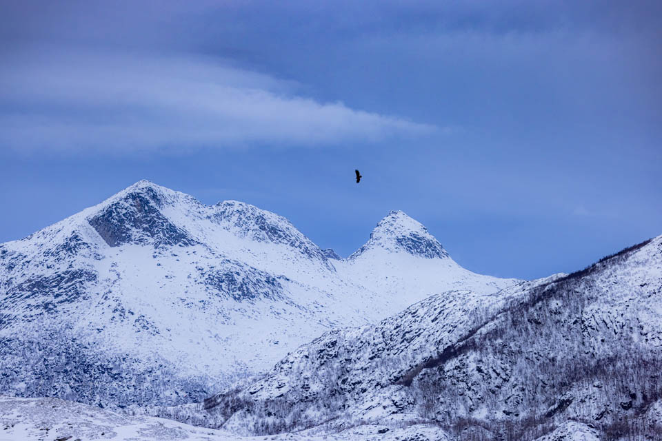 Nando landschap met dieren 3 Nando landschap met dieren 3