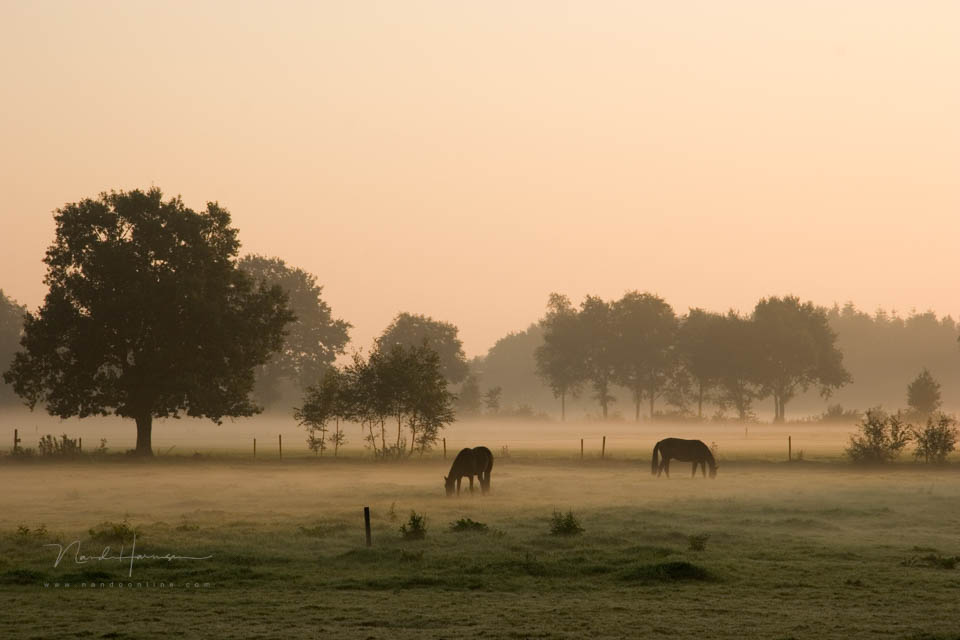Nando landschap met dieren Nando landschap met dieren