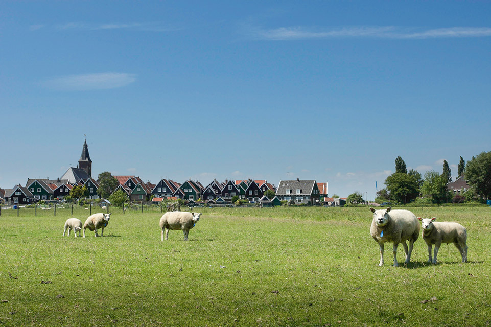 Nando marken met schapen