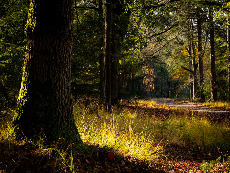 Nando met licht in het bos