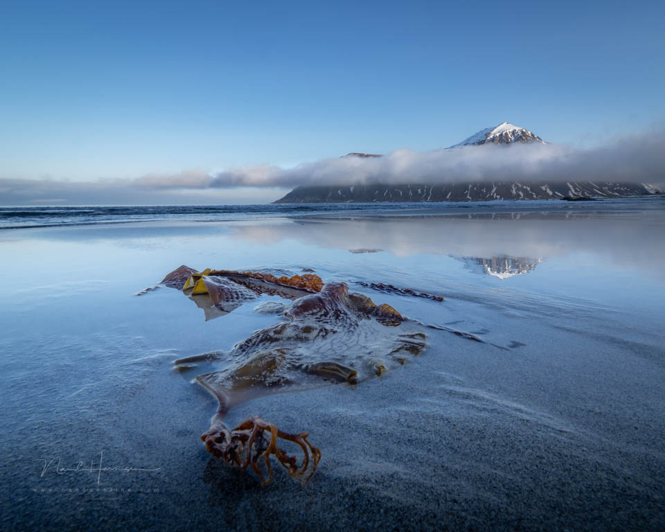 Nando olympus e m1 mk3 5 Nando olympus e m1 mk3 5