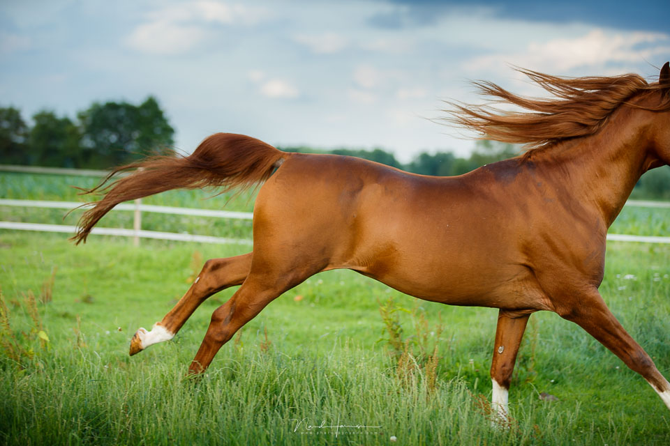 Nando paard mis schieten