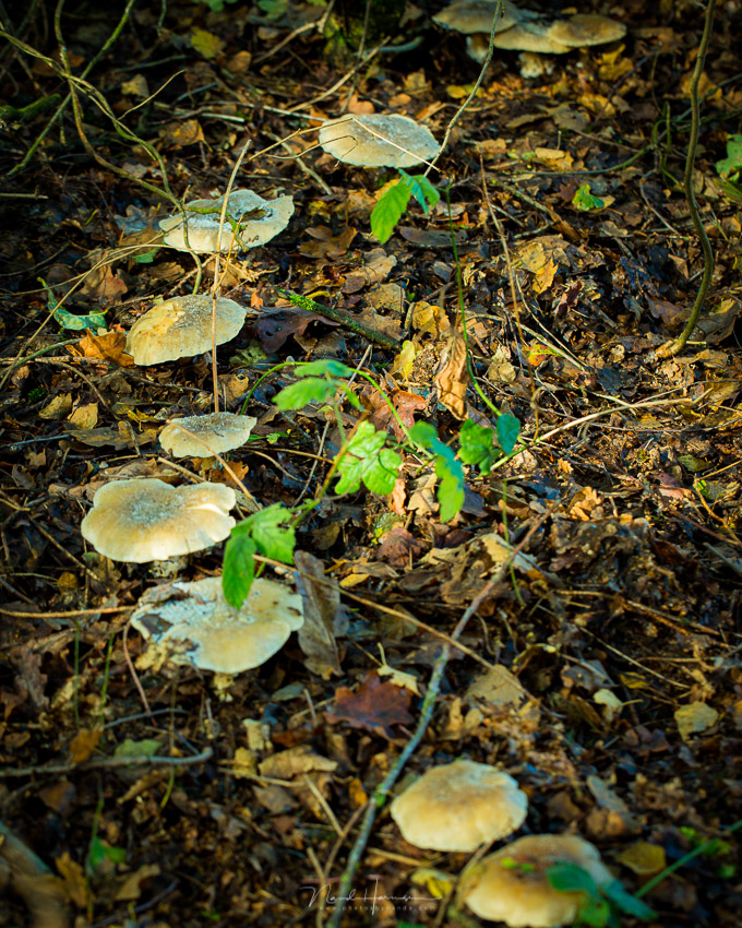 Nando paddenstoel bovenaf
