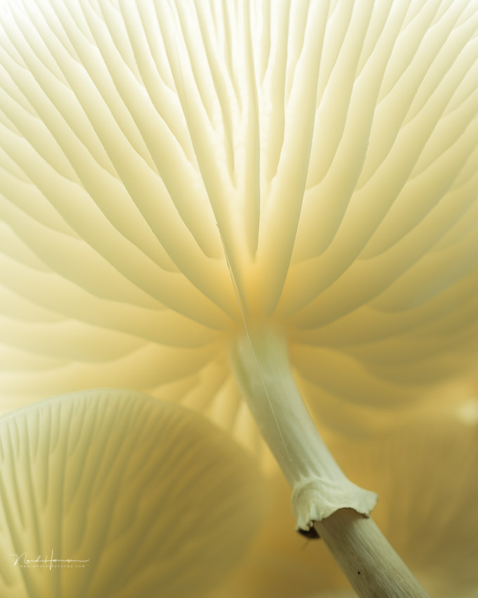 Nando paddenstoel detail