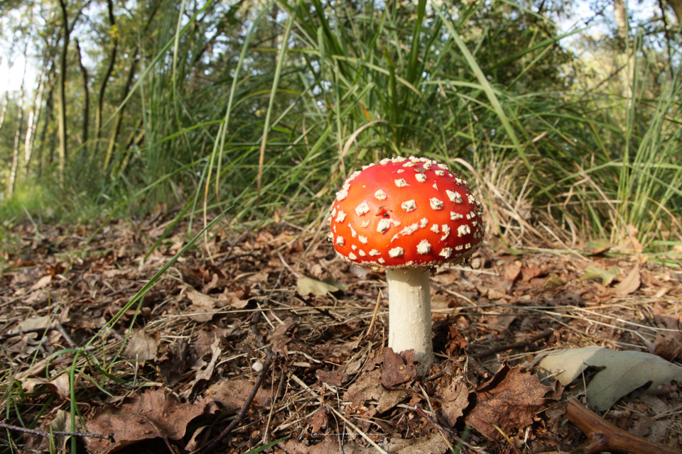 Nando paddenstoel scherptediepte groot