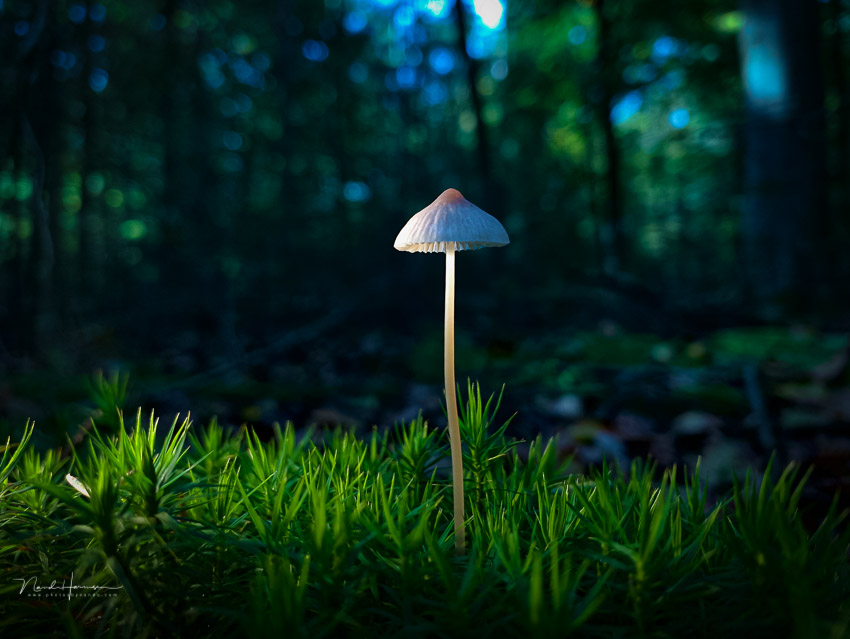Nando paddenstoel zaklamp Nando paddenstoel zaklamp