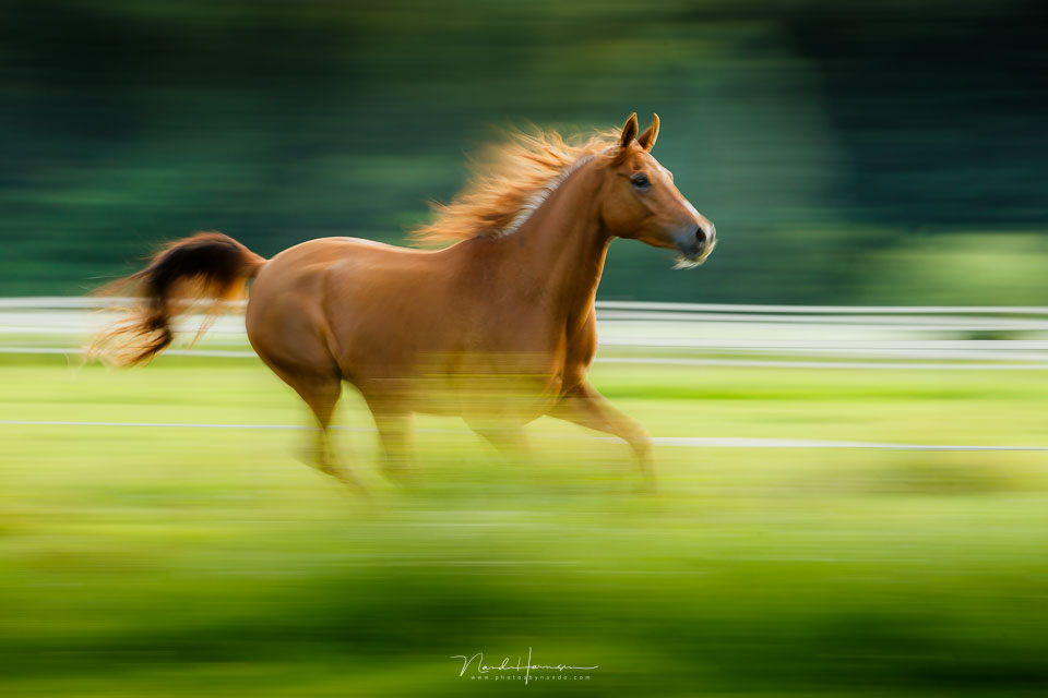 Nando panning lange sluitertijd