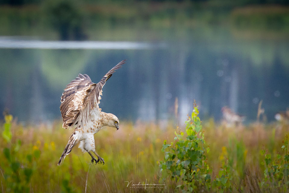 Nando panning slangenarend