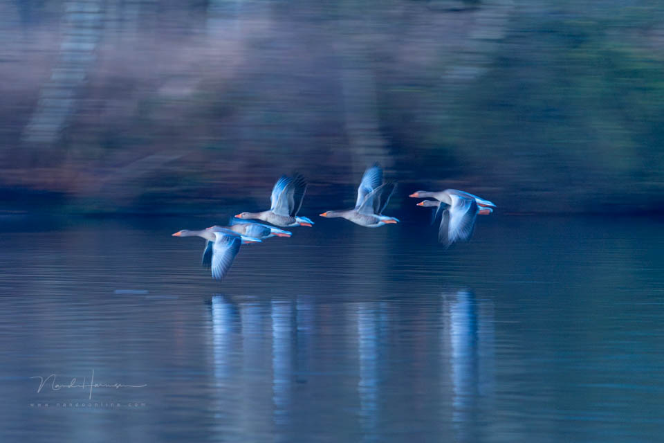 Nando panning voorbeeld 4