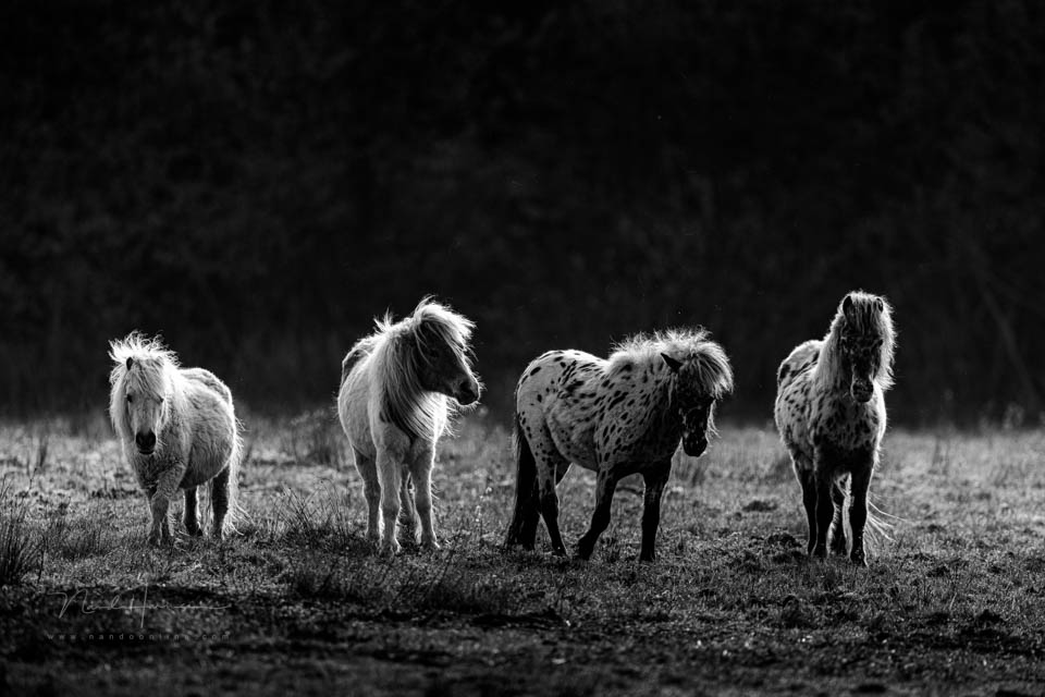 Nando ponies ochtendlicht 2