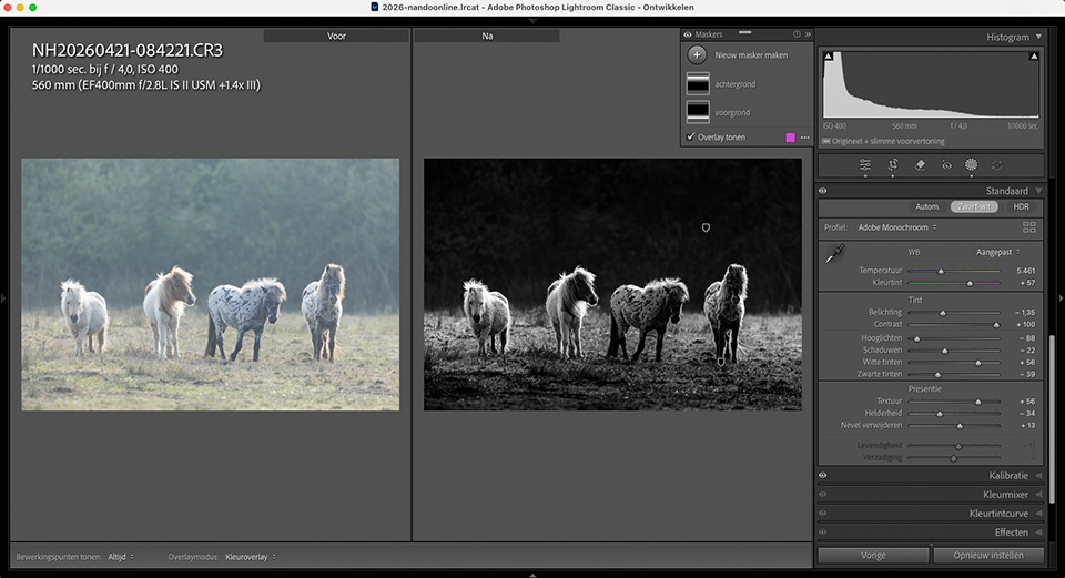 Nando ponies ochtendlicht