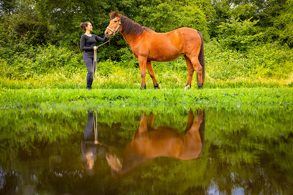 Nando reflectie paard Nando reflectie paard