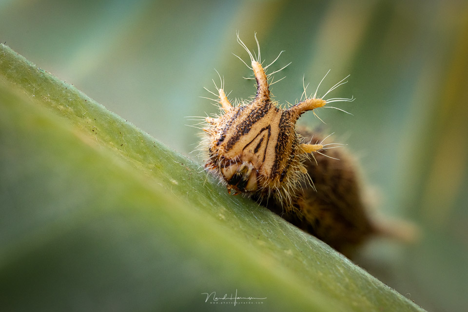 Nando rf100macro rups focusstacking