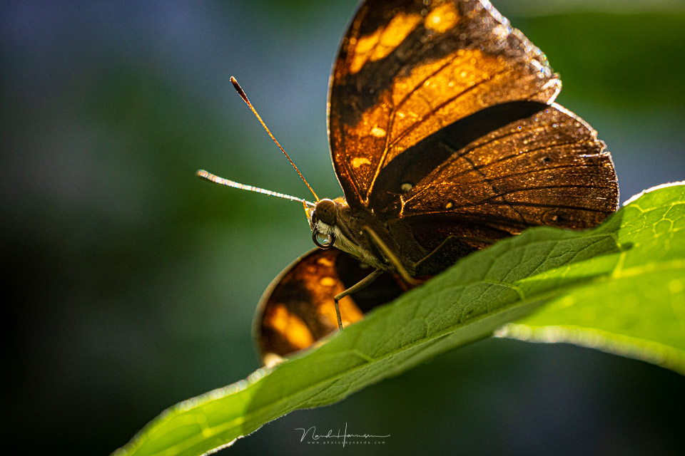 Nando rf100macro vlinder 01