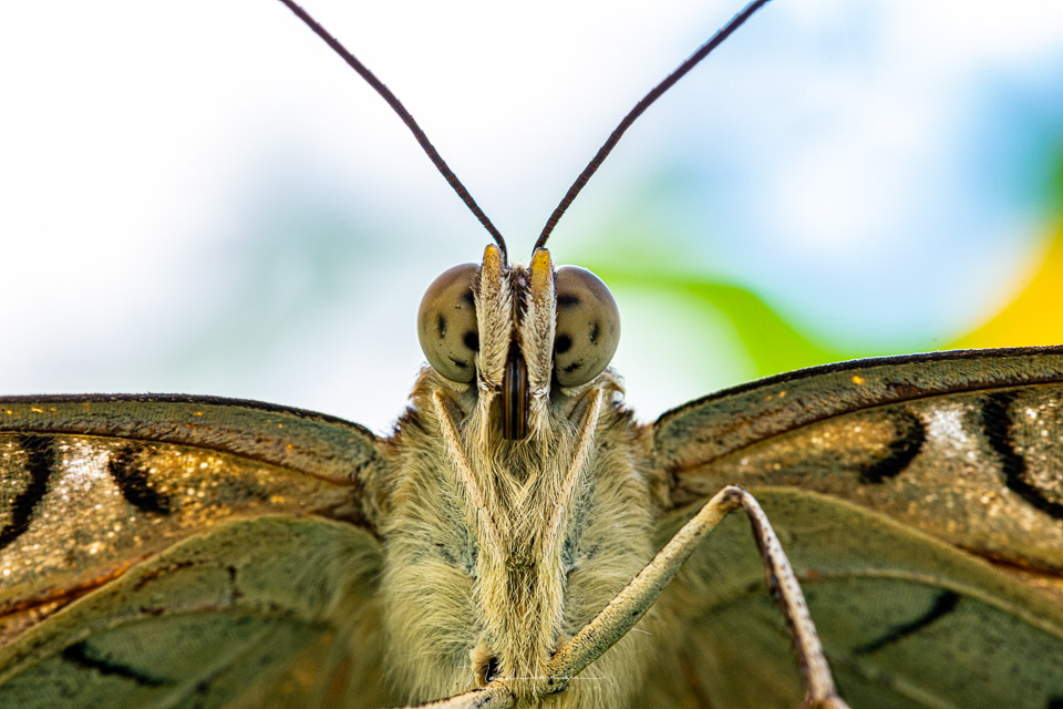 Nando rf100macro vlinder 03