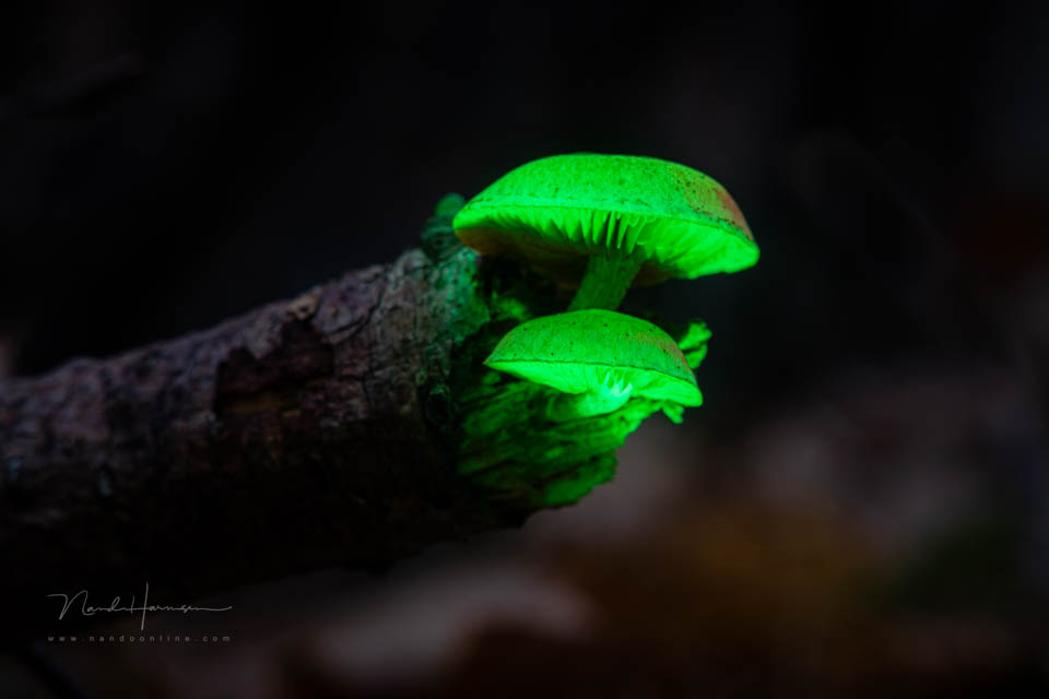 Nando smallrig rm3 review 28