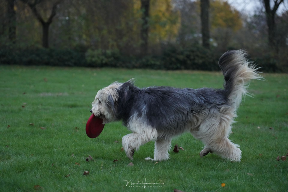 Nando sony a7rv brucfrisbee