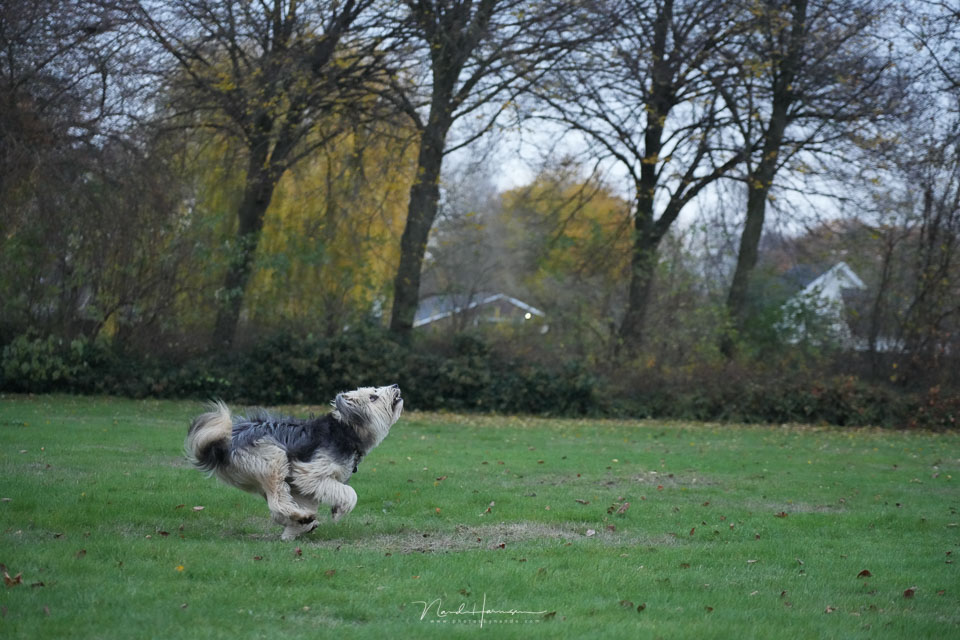 Nando sony a7rv scheve bomen