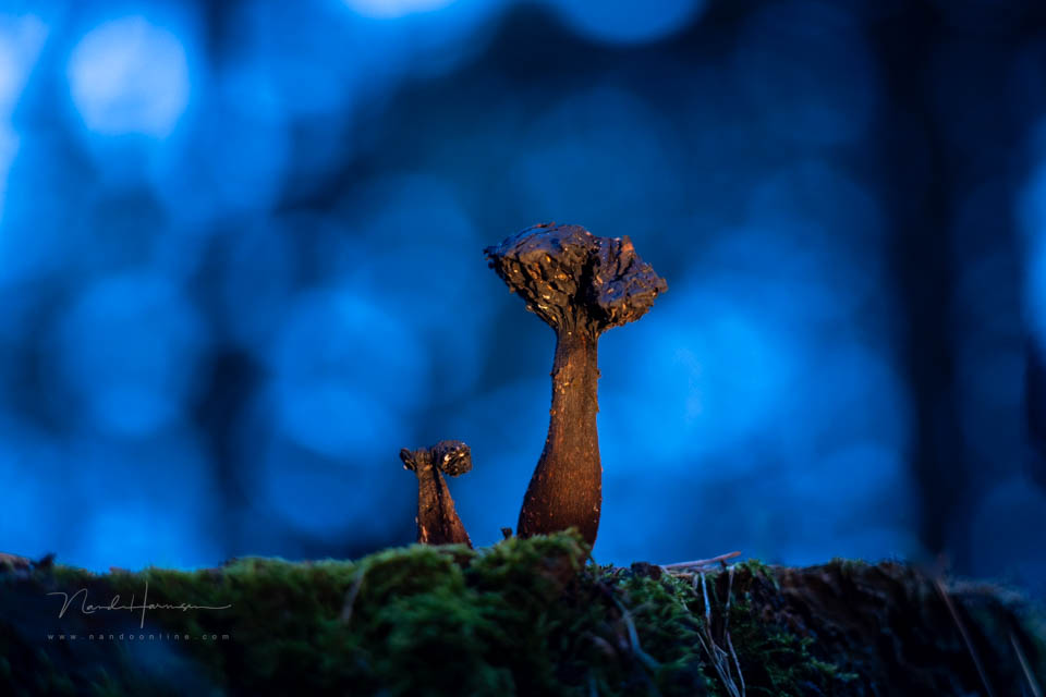 Nando steinheil macro quinar 14