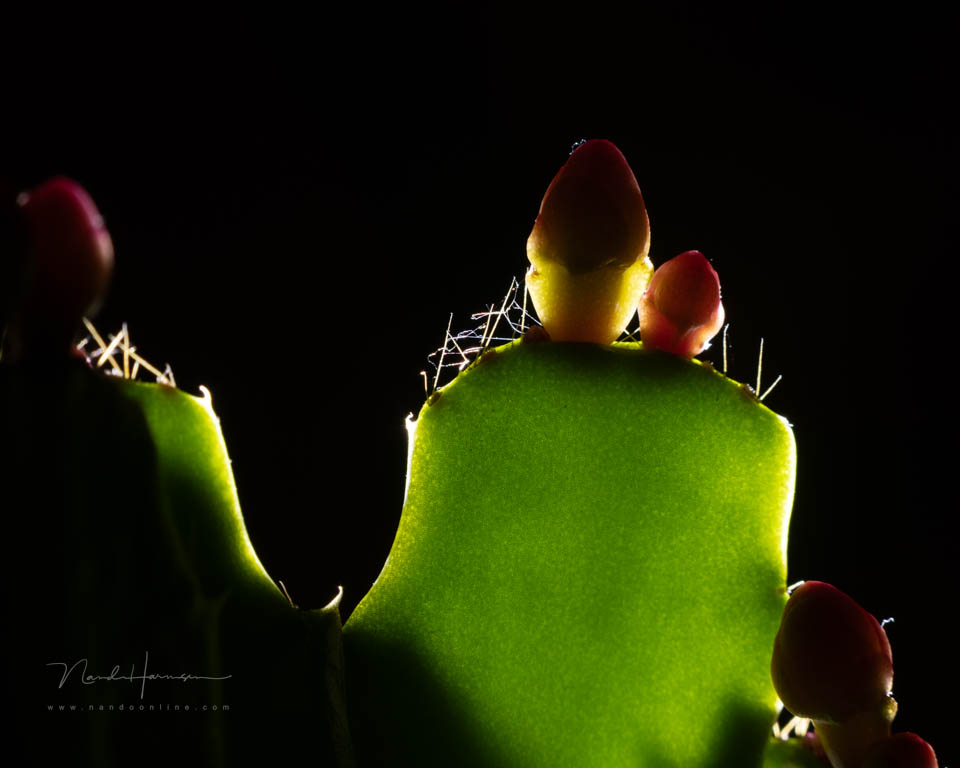 Nando steinheil macro quinar 15