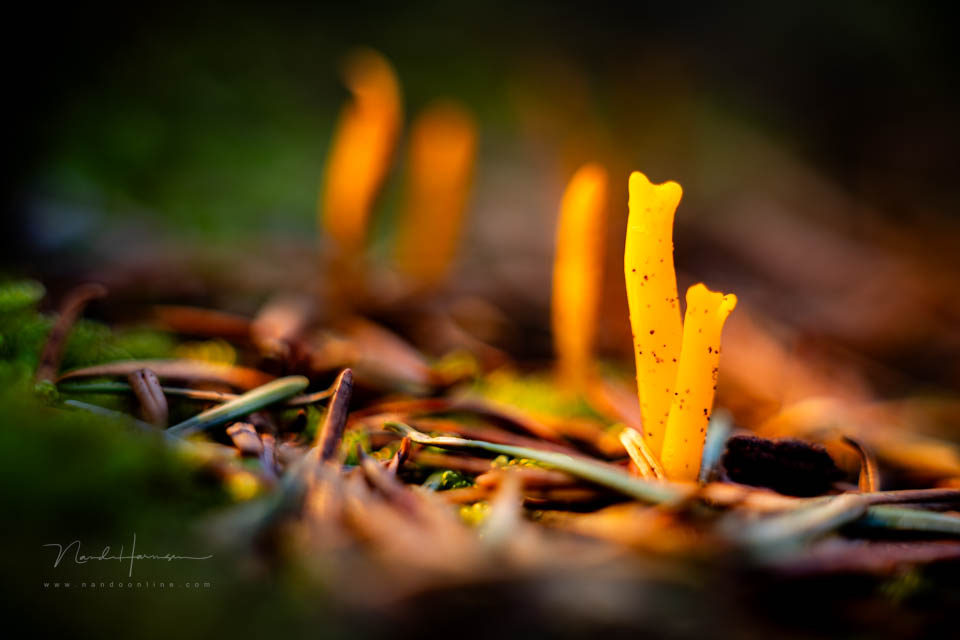 Nando steinheil macro quinar 5