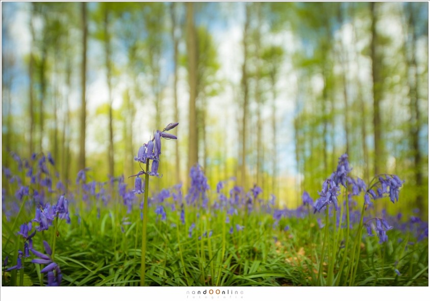 Nando titlshift natuur