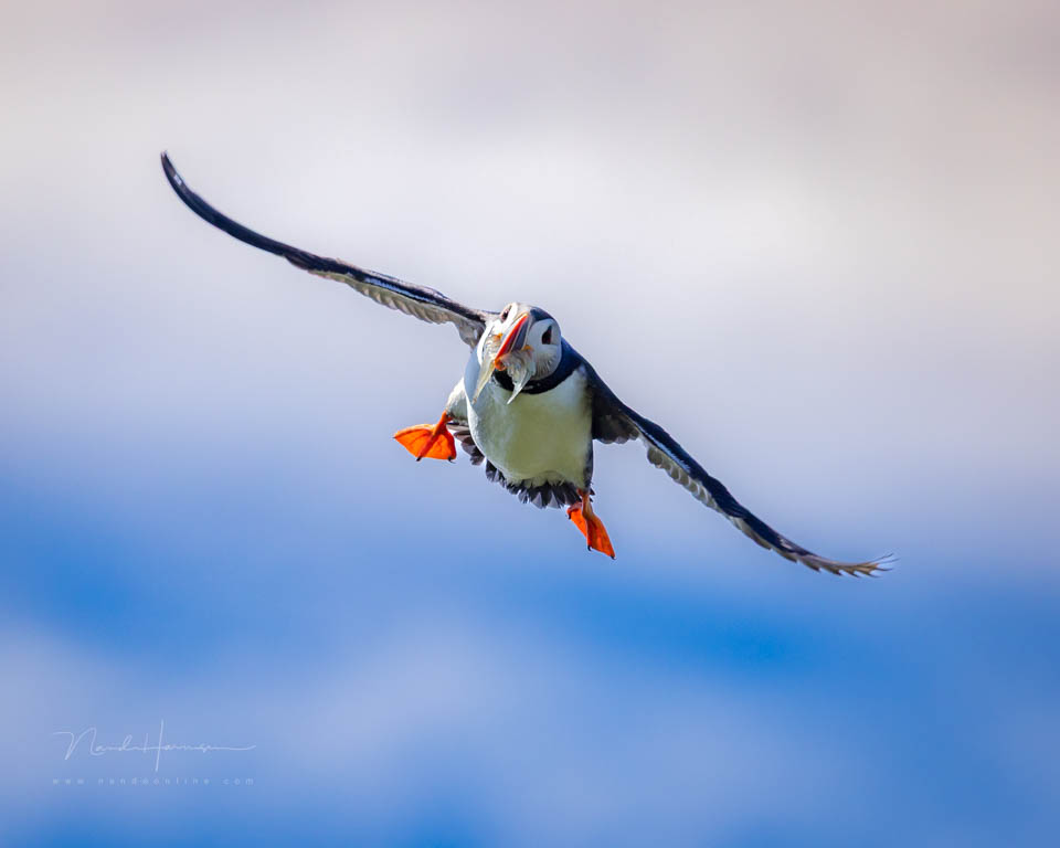 Nando vliegende vogels 2