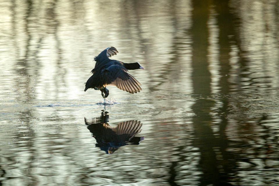 Nando vliegende vogels 3
