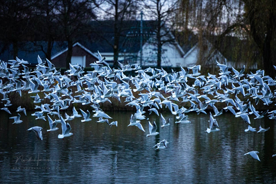 Nando vliegende vogels 4