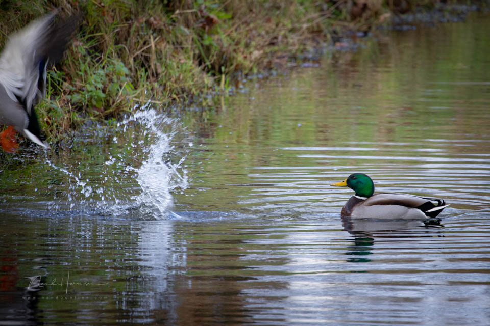 Nando vliegende vogels 5