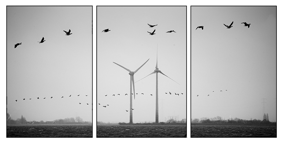 Nando vliegende vogels drieluik 2 Nando vliegende vogels drieluik 2