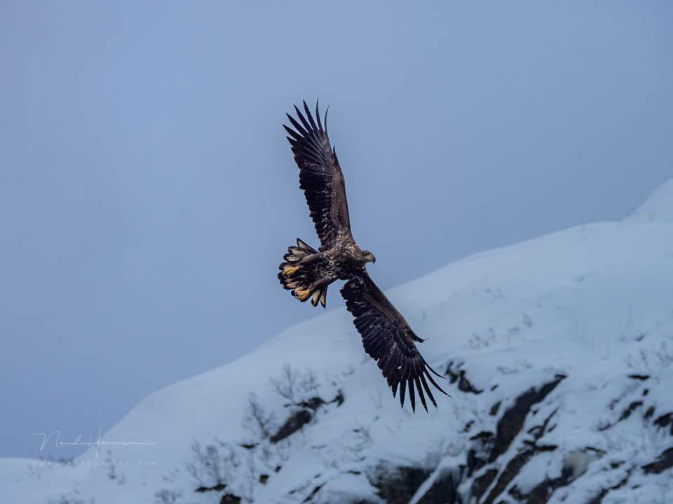 Nando vliegende vogels
