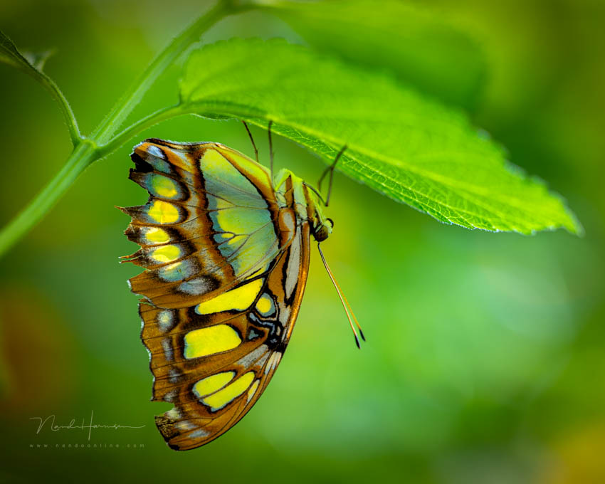 Nando vlinder macro Nando vlinder macro