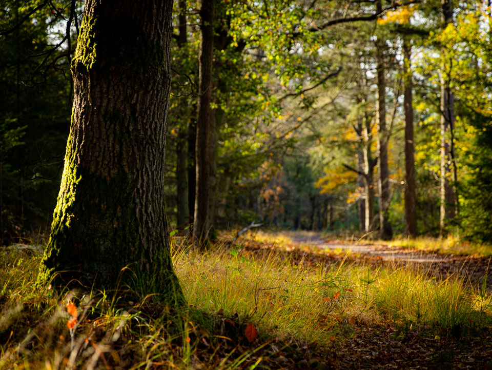 Nando zonder licht in het bos