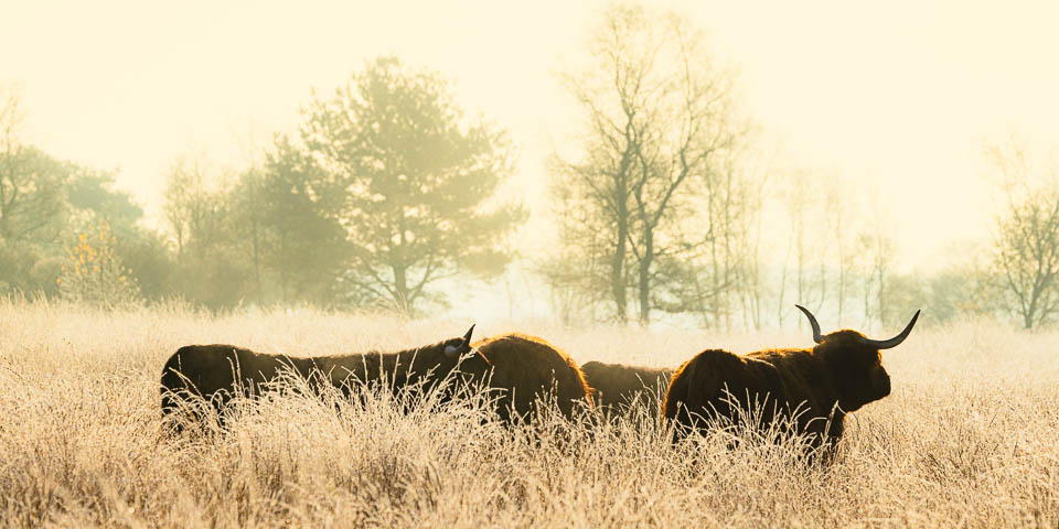 Nando 2024 hooglanders tegenlicht Nando 2024 hooglanders tegenlicht